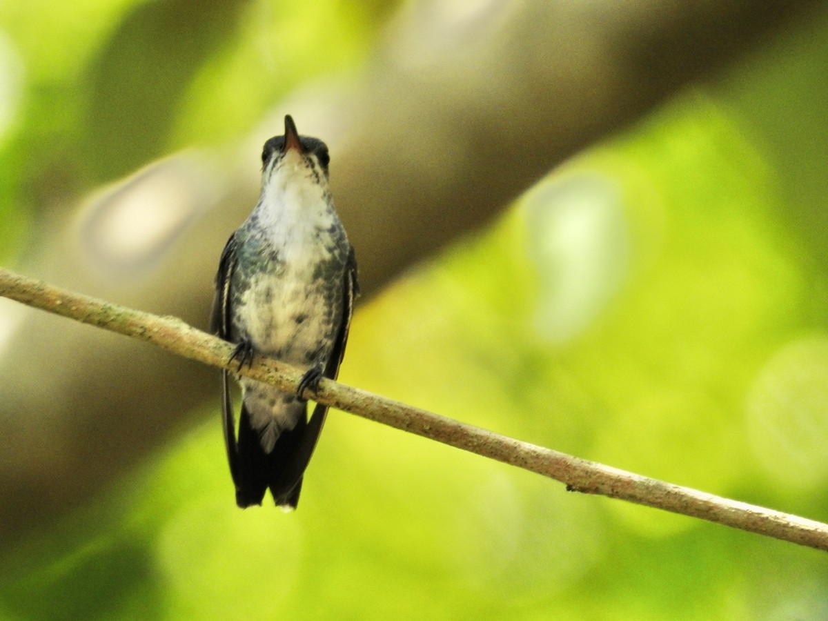 kolibřík safírovohrdlý - ML617272849