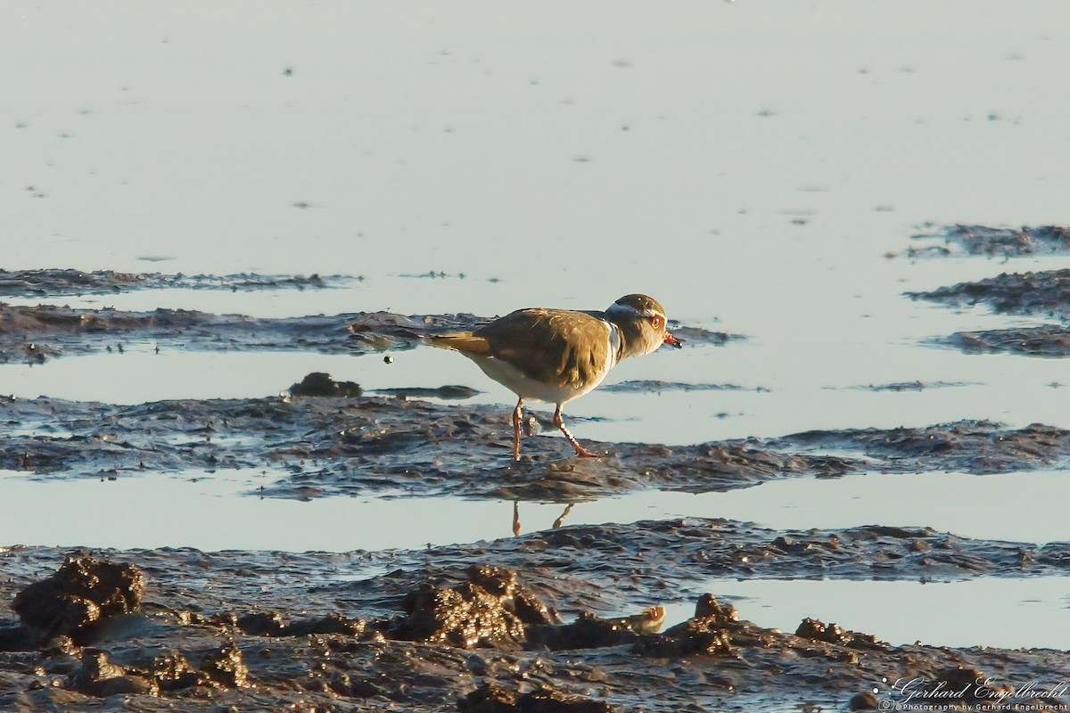 Three-banded Plover - ML617272862