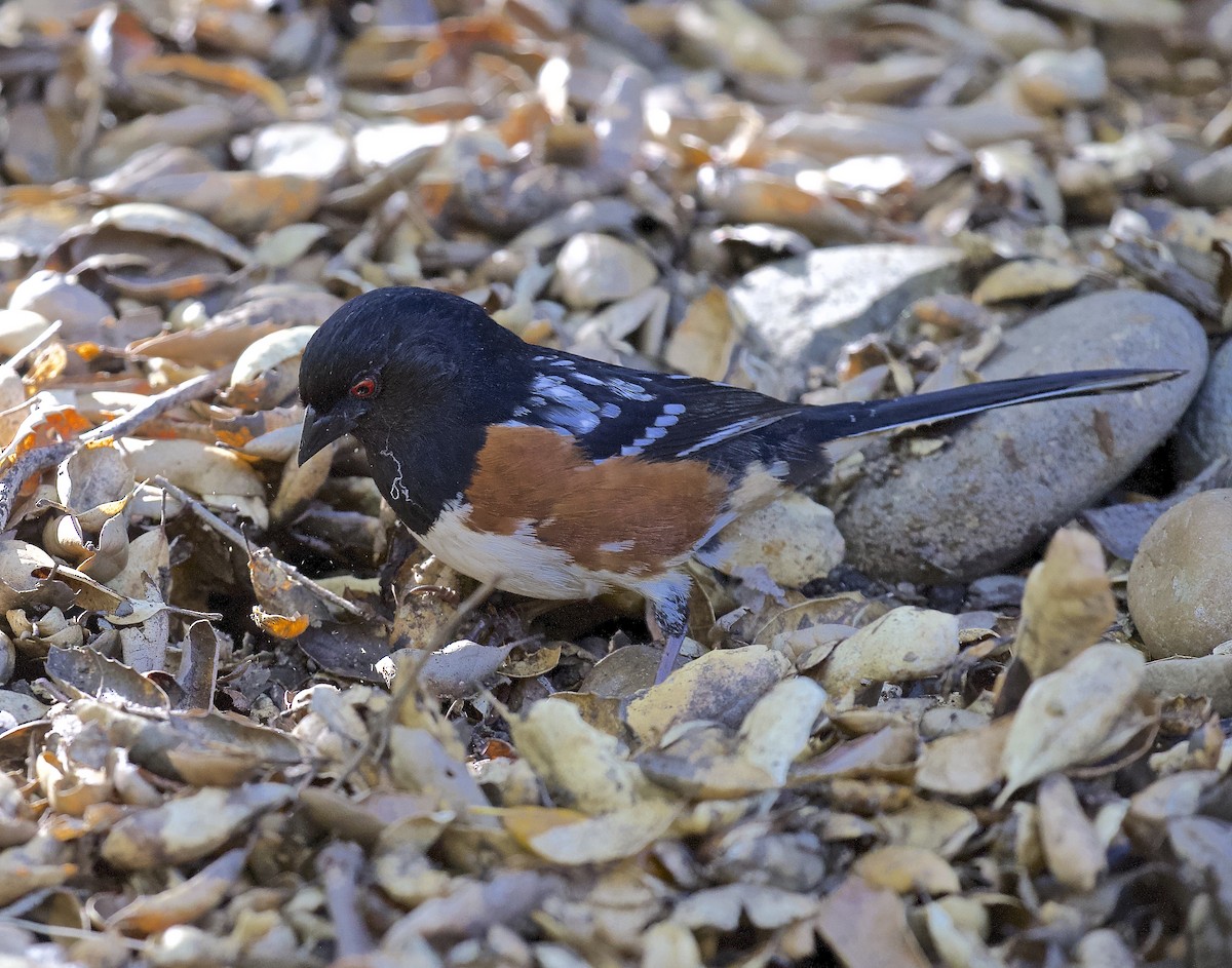 Spotted Towhee - ML617272868