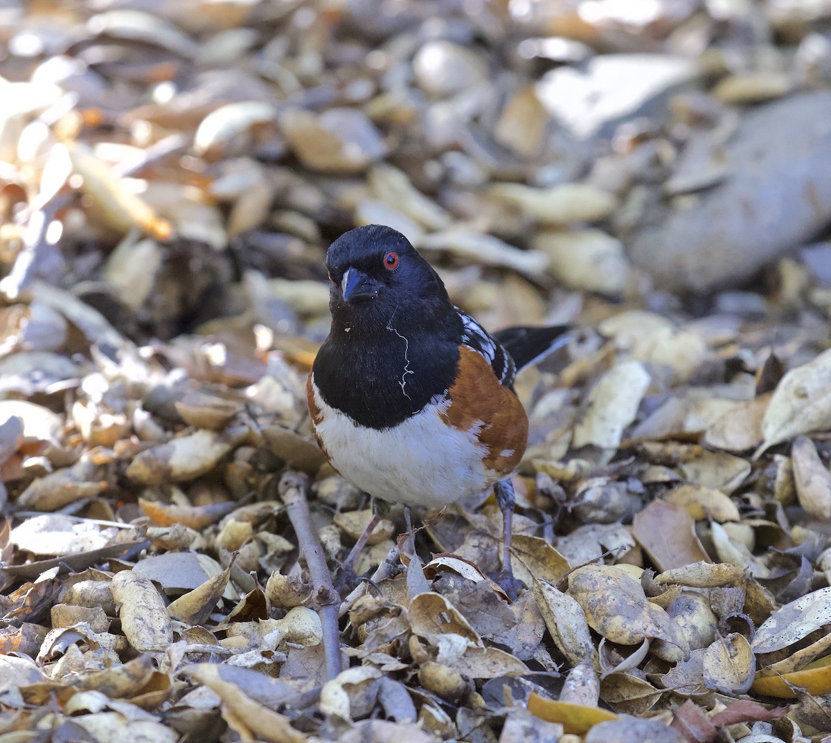 Spotted Towhee - Alison Hiers
