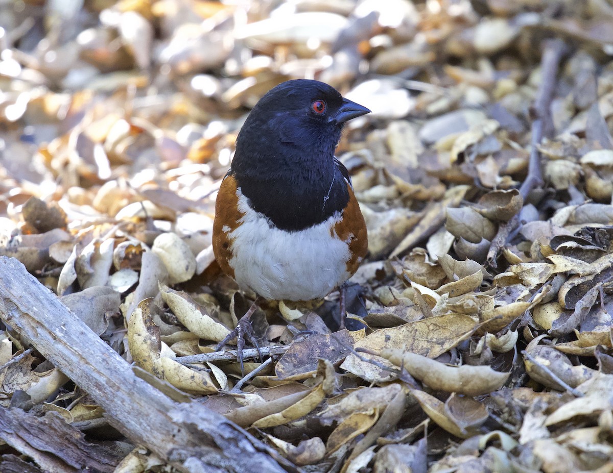 Spotted Towhee - ML617272885