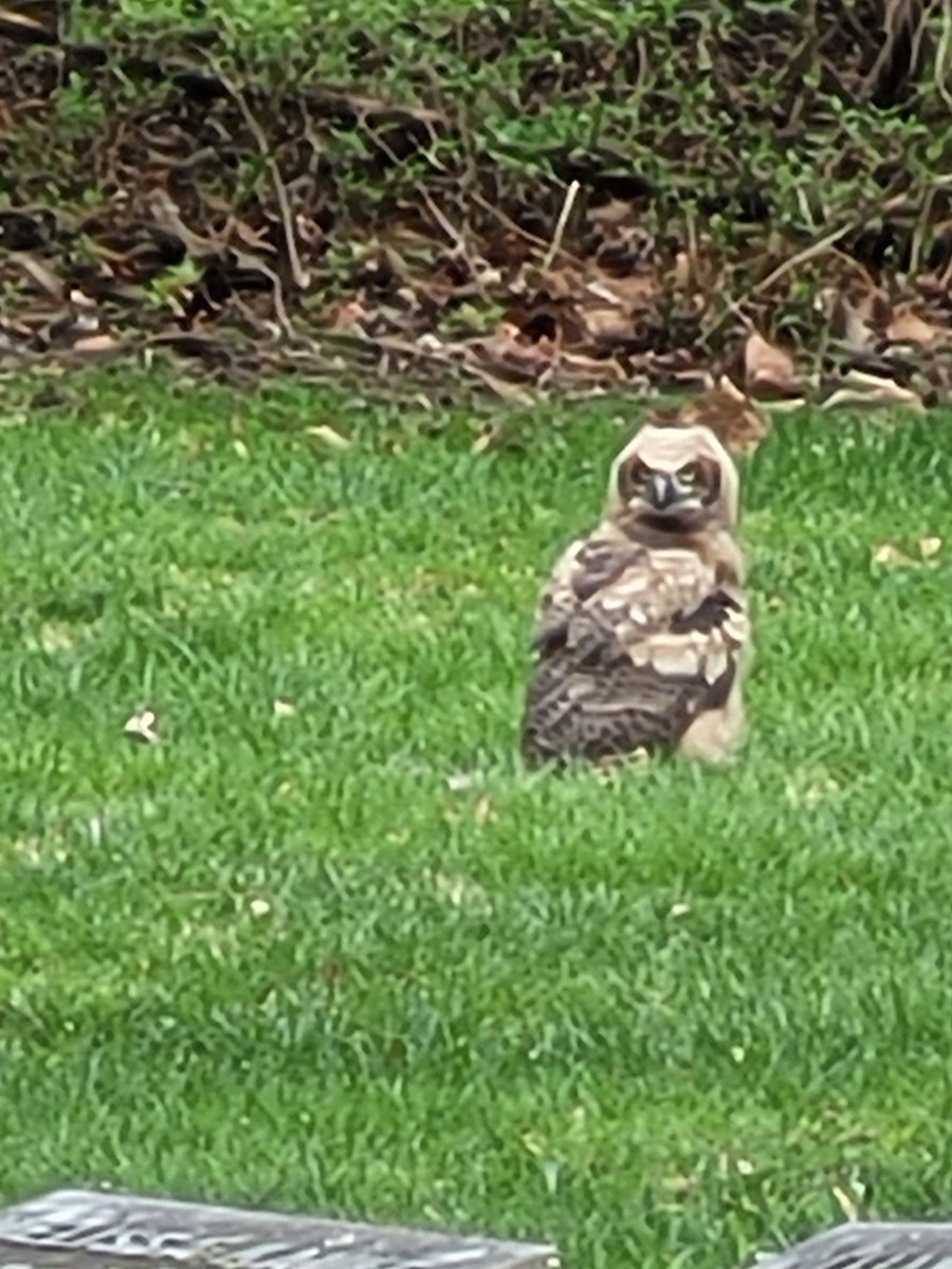 Great Horned Owl - ML617272887