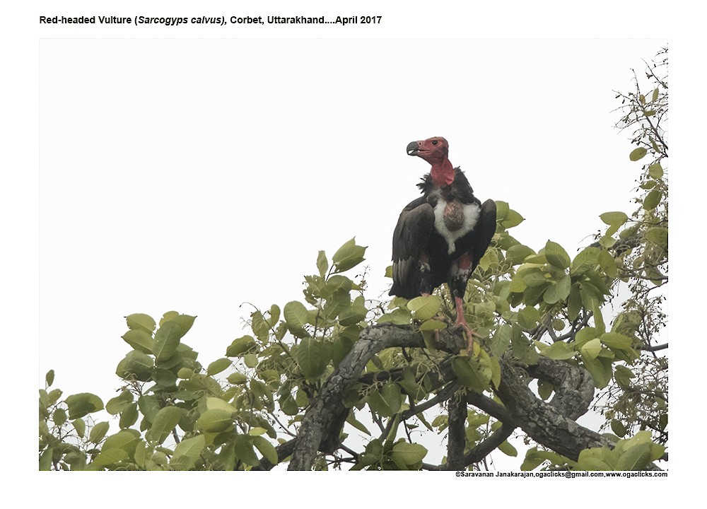 Red-headed Vulture - Saravanan Janakarajan