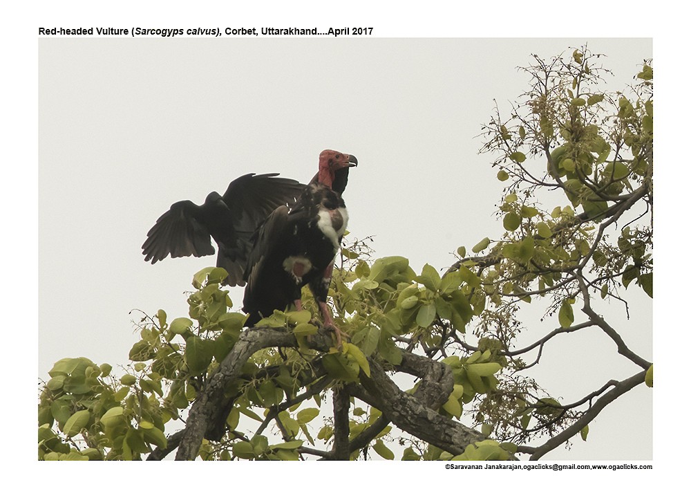 Red-headed Vulture - ML617272914