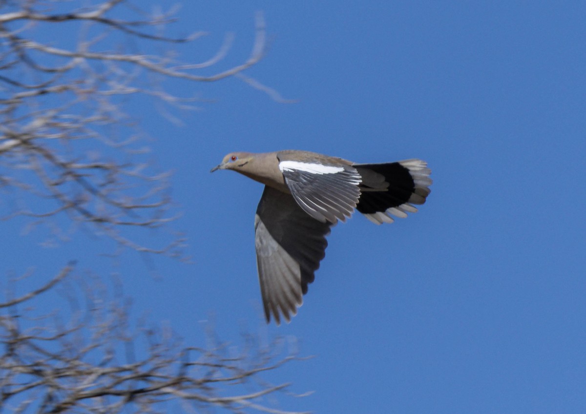 White-winged Dove - ML617272954