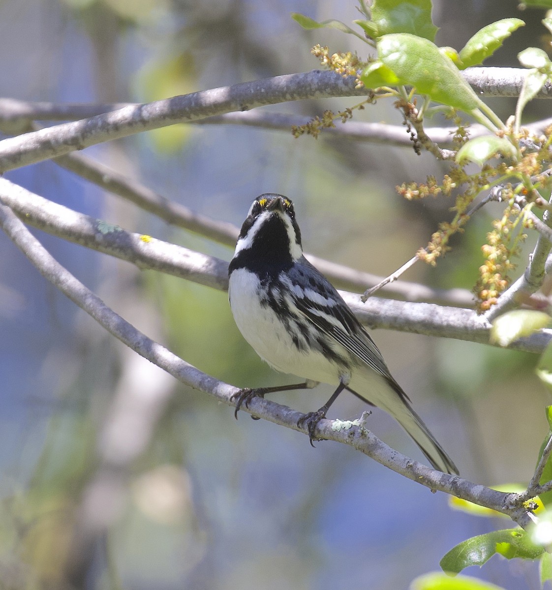 Black-throated Gray Warbler - Alison Hiers