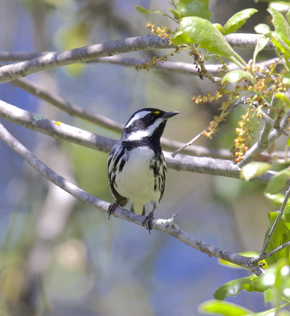 Black-throated Gray Warbler - Alison Hiers
