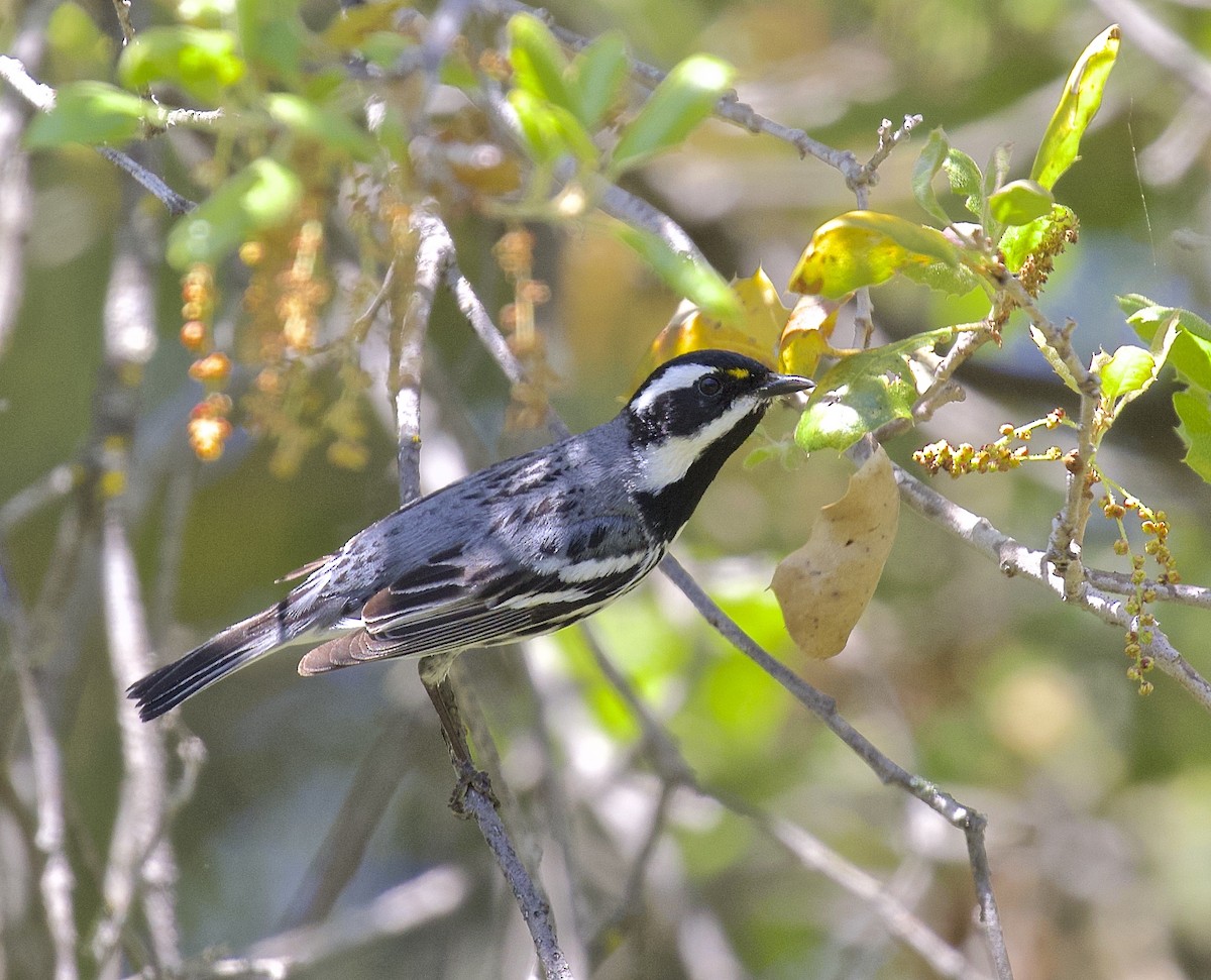 Black-throated Gray Warbler - ML617272975