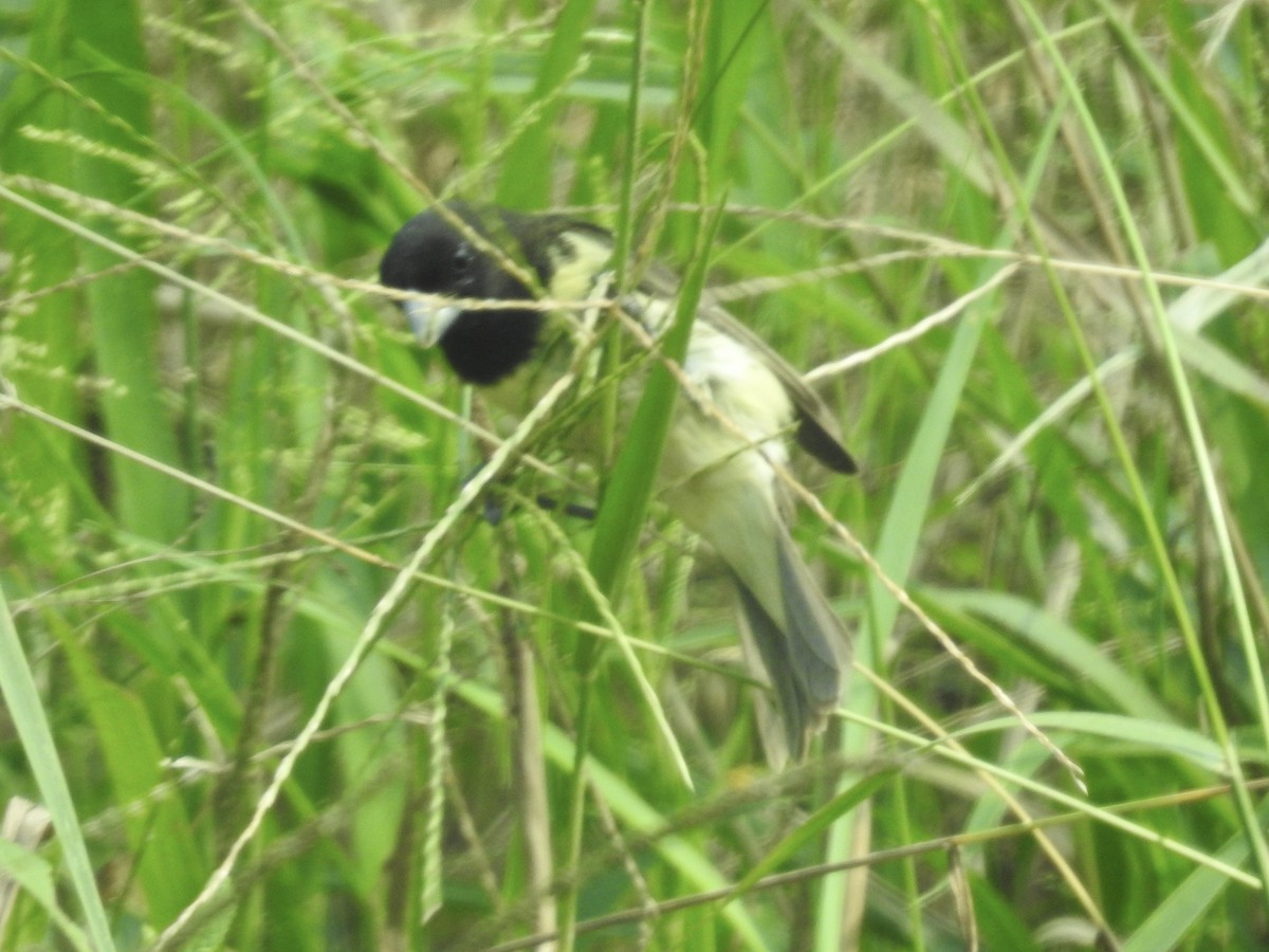 Yellow-bellied Seedeater - ML617272995