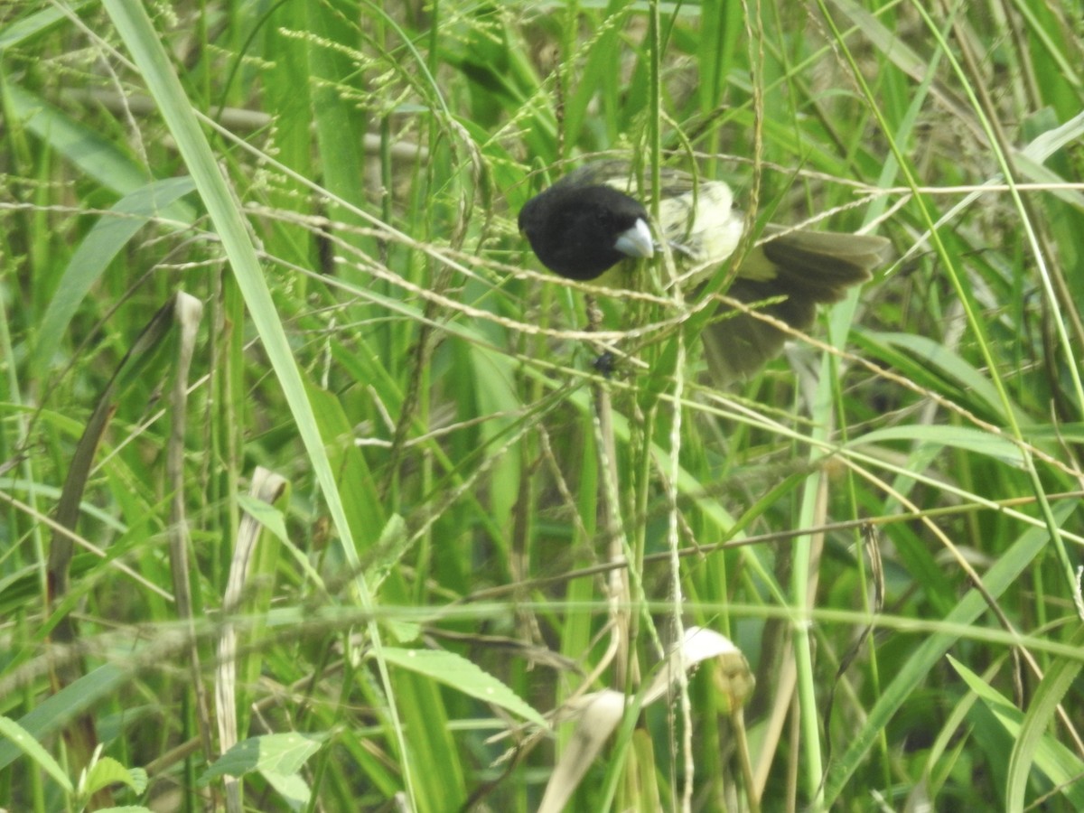 Yellow-bellied Seedeater - ML617272996