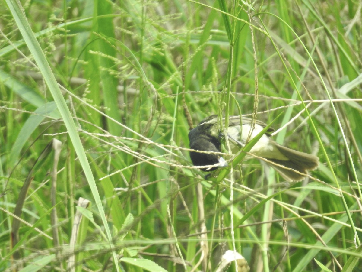 Yellow-bellied Seedeater - ML617273004