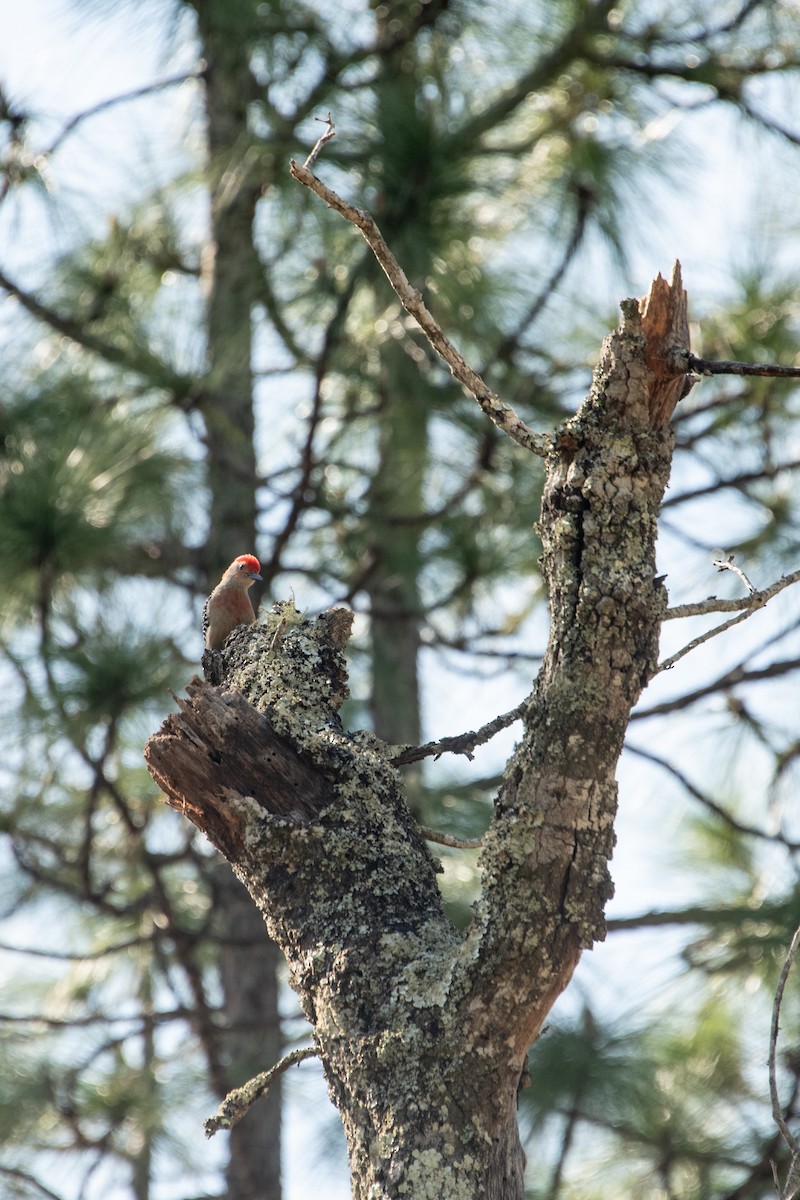 Red-bellied Woodpecker - ML617273065