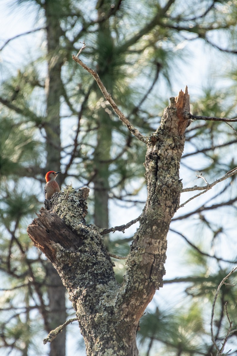 Red-bellied Woodpecker - ML617273066