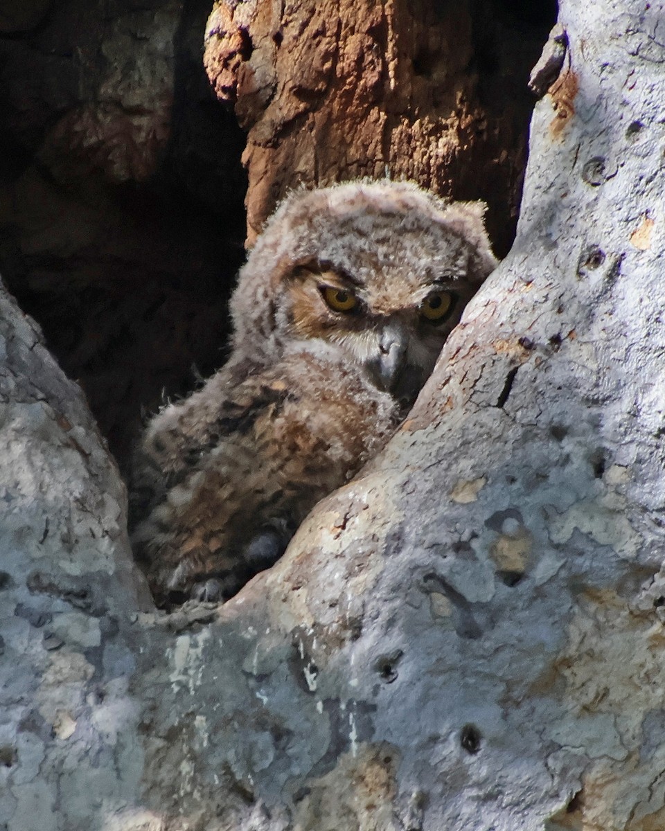 Great Horned Owl - ML617273074