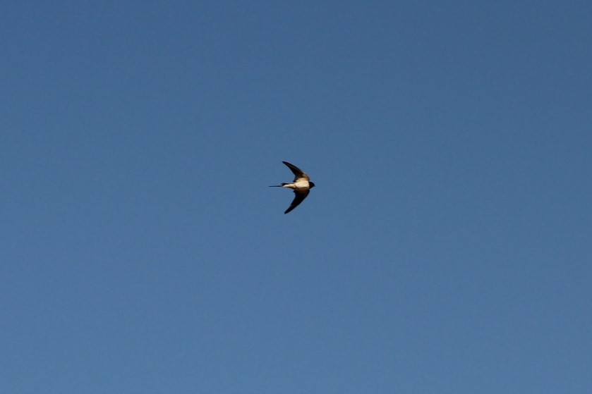 Barn Swallow - ML617273102