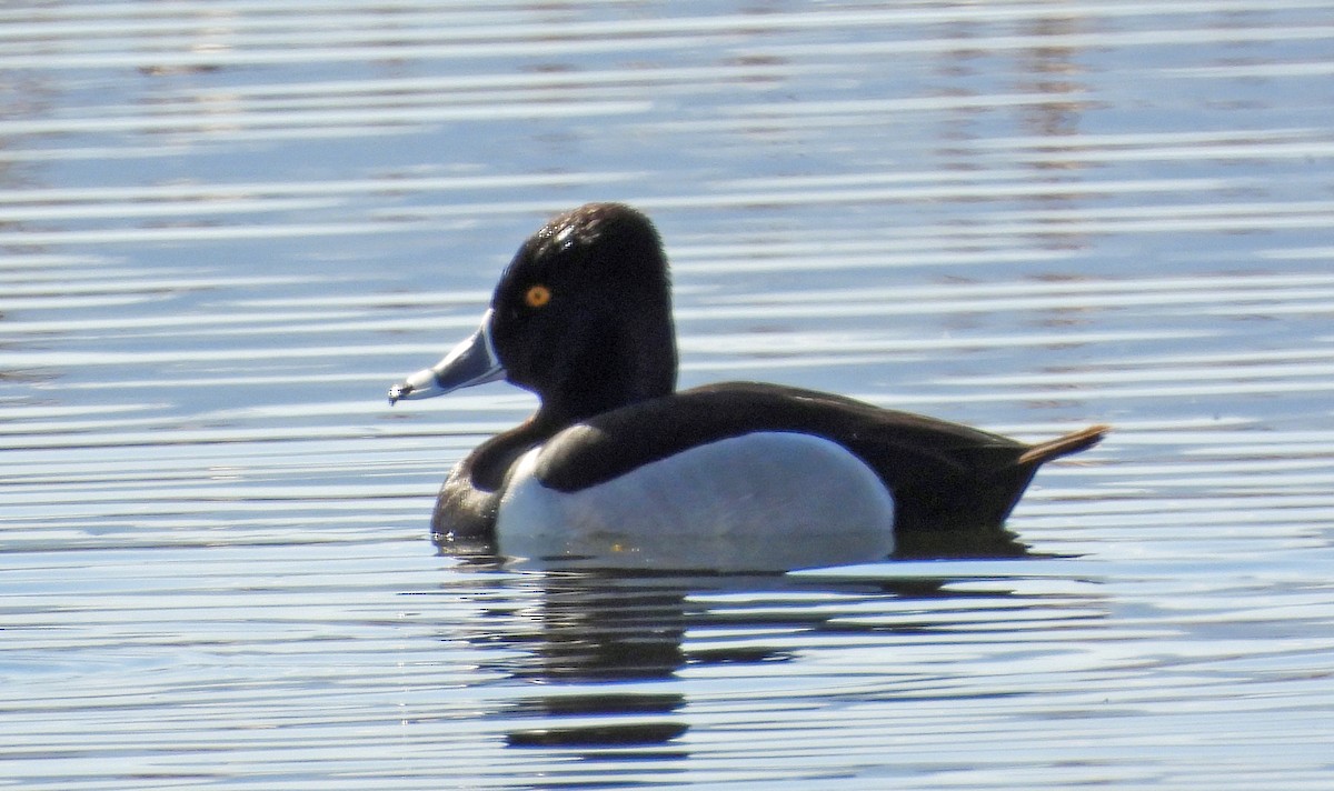 Ring-necked Duck - ML617273115