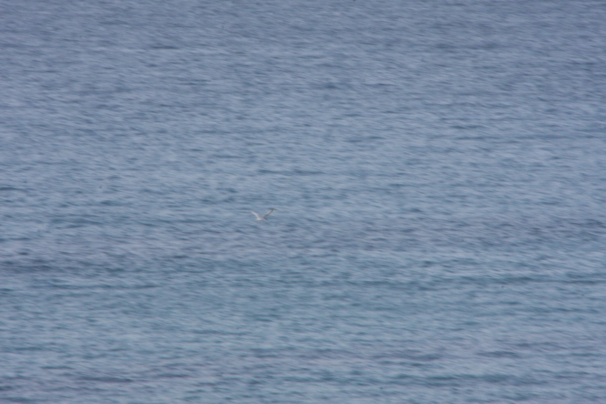 Sandwich Tern (Eurasian) - ML617273139