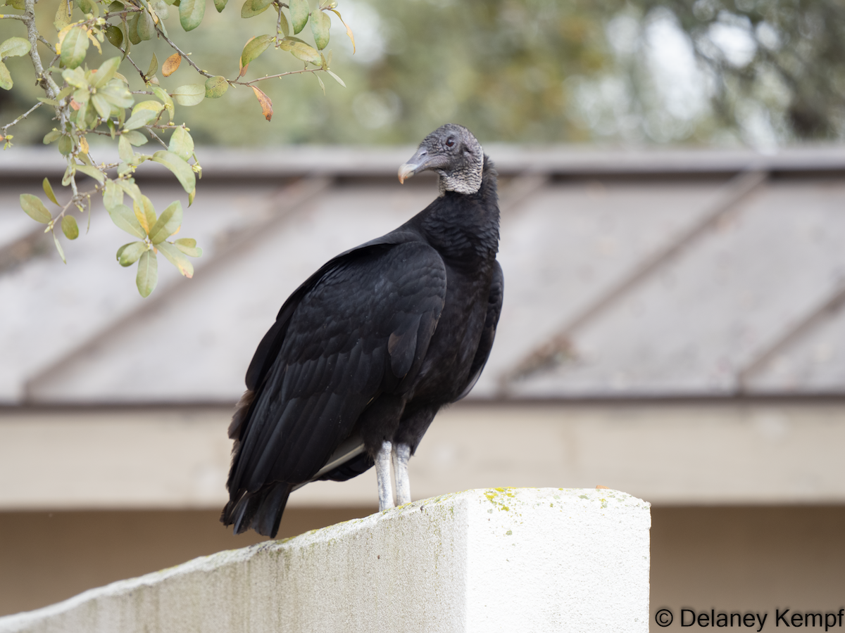 Black Vulture - ML617273153