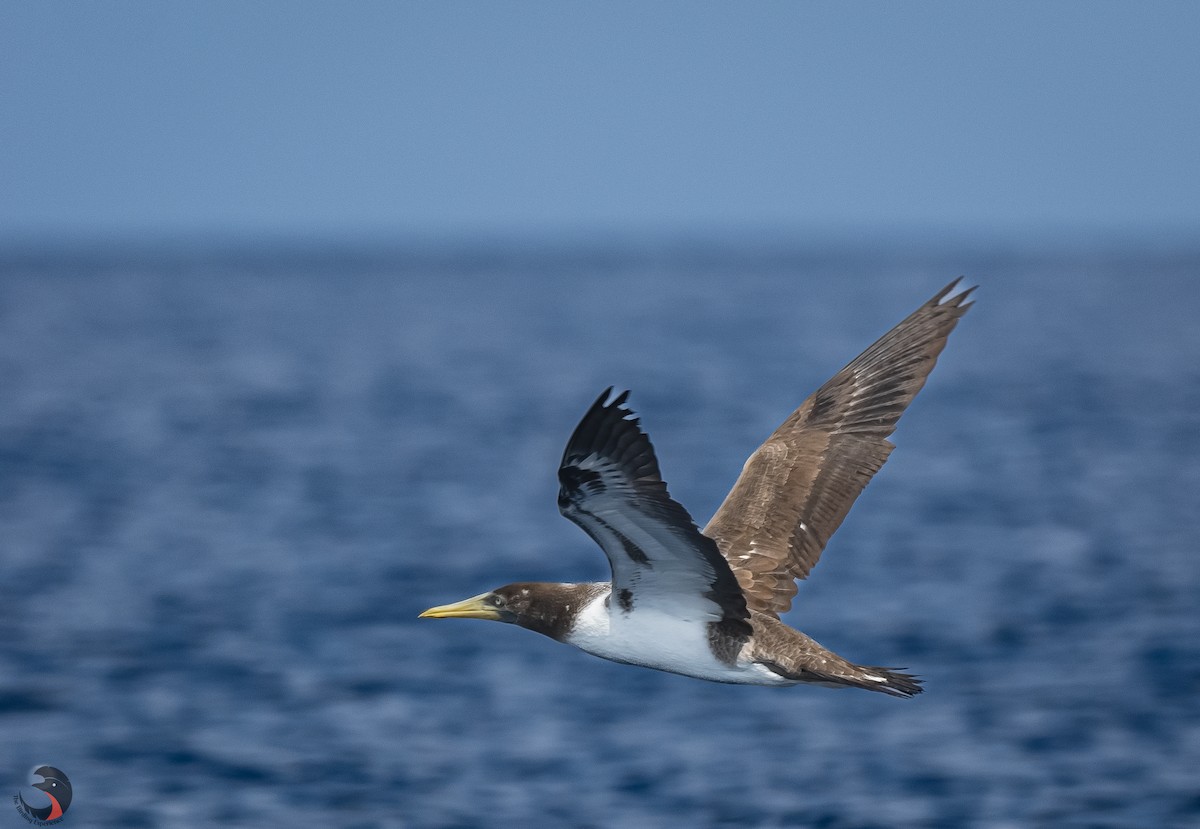 Masked Booby - ML617273246