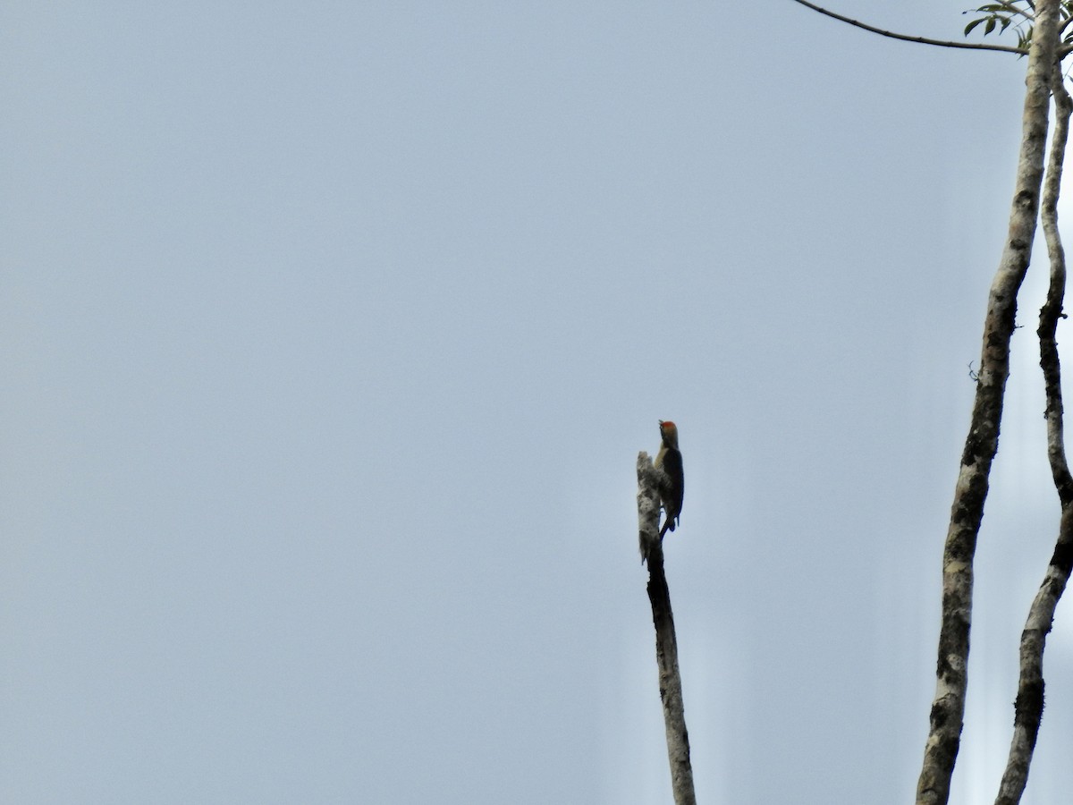 Golden-naped Woodpecker - ML617273368