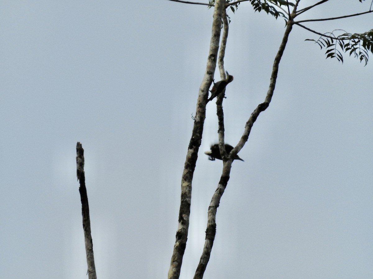 Golden-naped Woodpecker - ML617273372