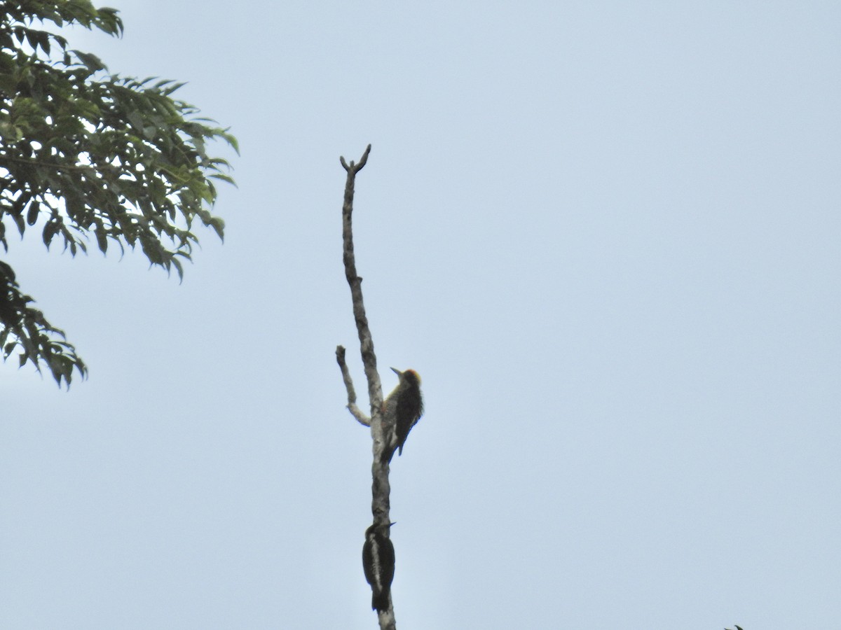 Golden-naped Woodpecker - ML617273401