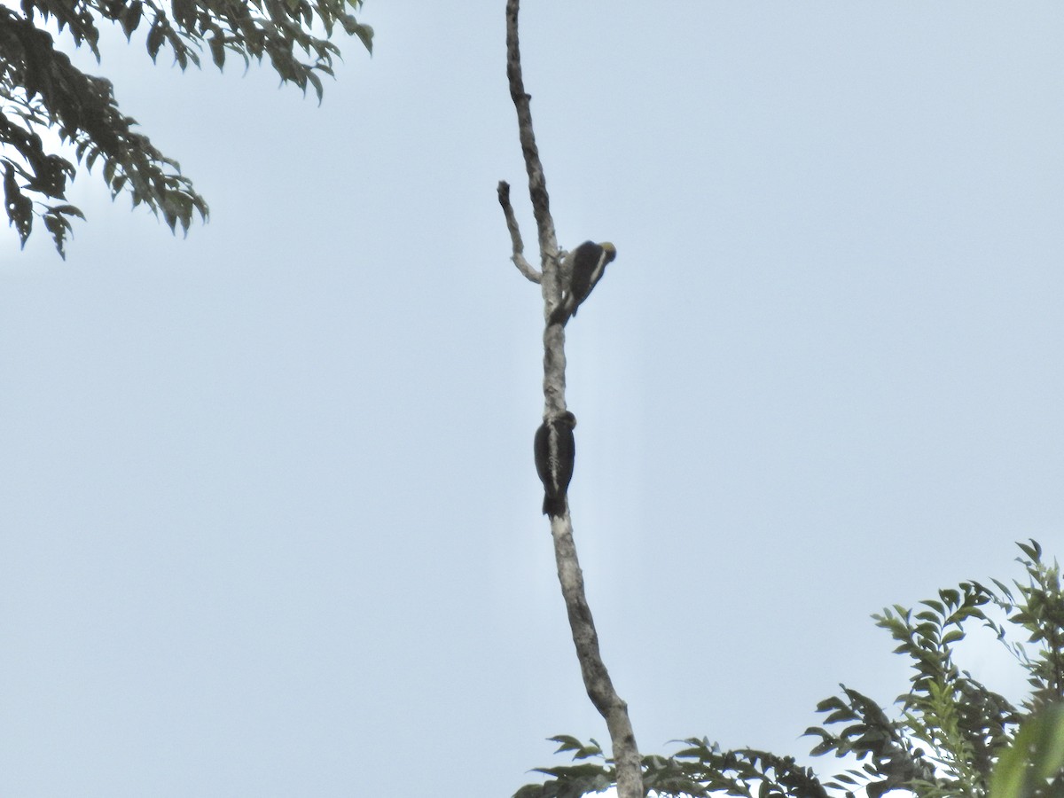 Golden-naped Woodpecker - ML617273413