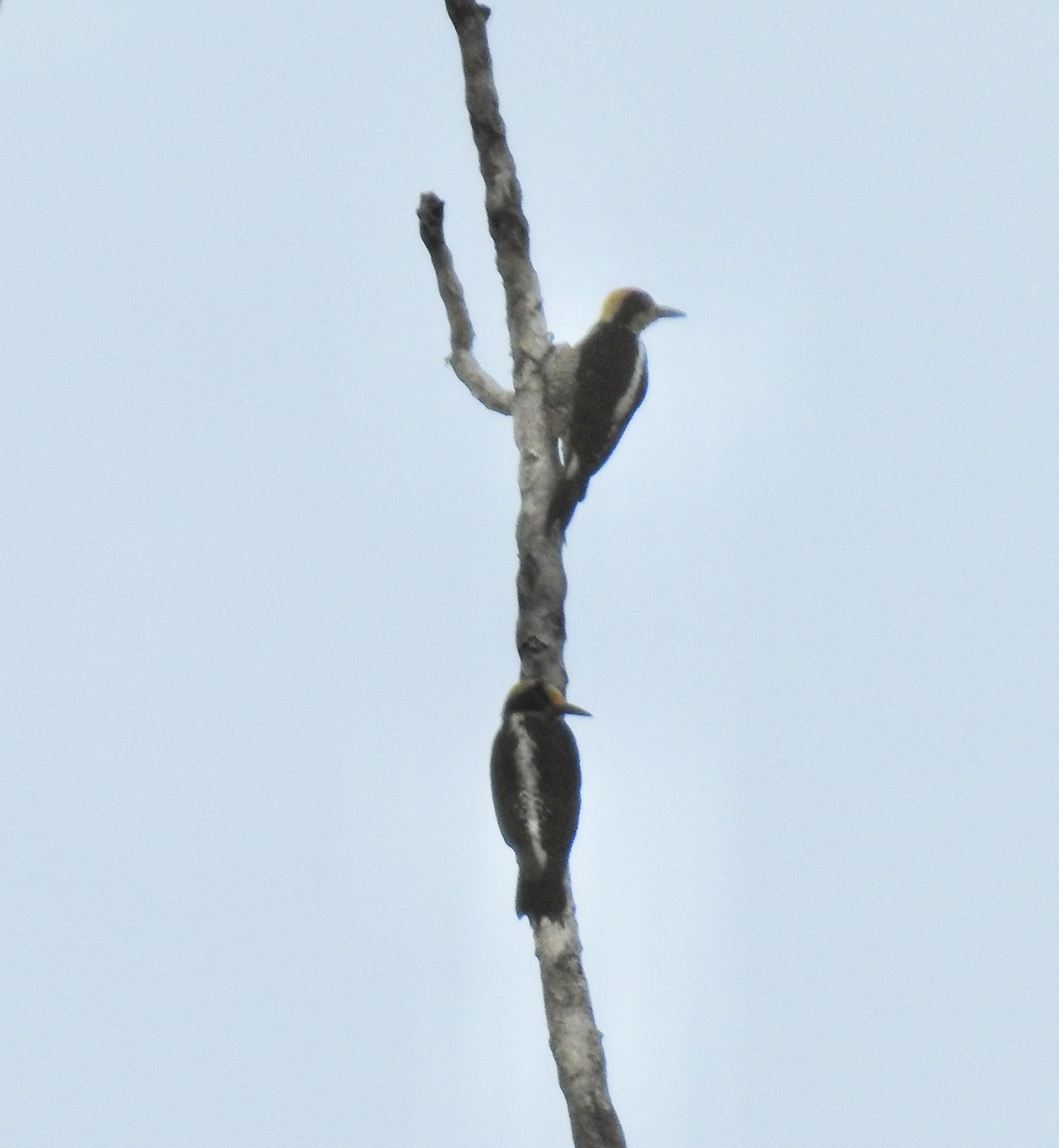 Golden-naped Woodpecker - ML617273432