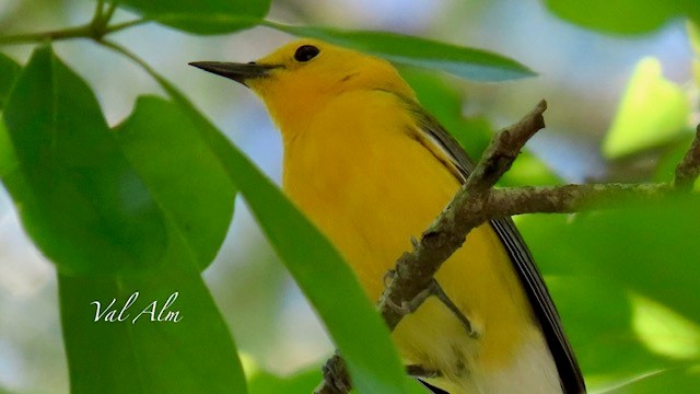 Prothonotary Warbler - ML617273605