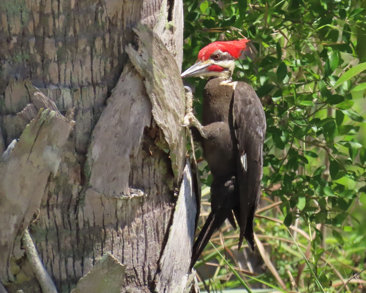 Pileated Woodpecker - ML617273610