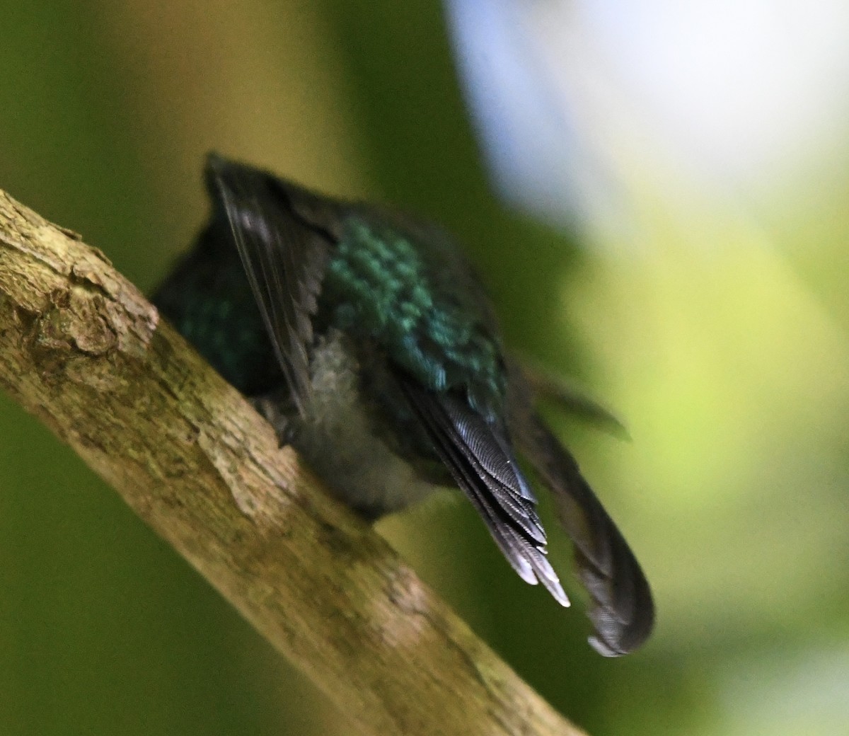 kolibřík portorický - ML617273634