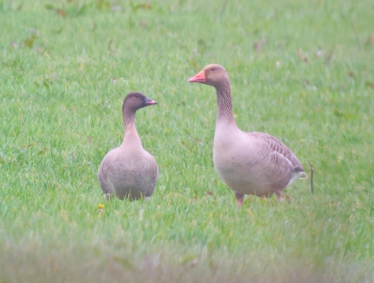 Pink-footed Goose - ML617273684