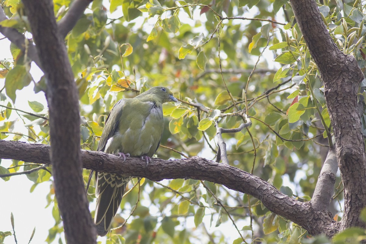 Whistling Green-Pigeon (Ryukyu) - ML617273688