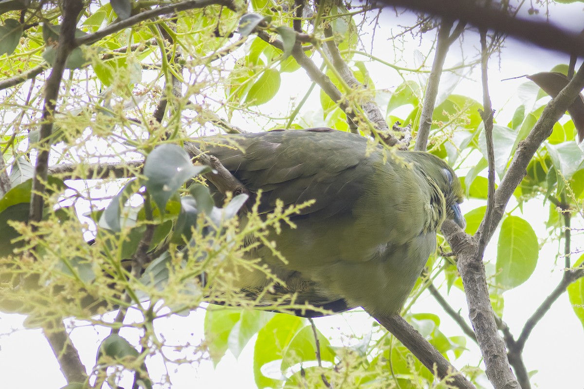 Whistling Green-Pigeon (Ryukyu) - ML617273857