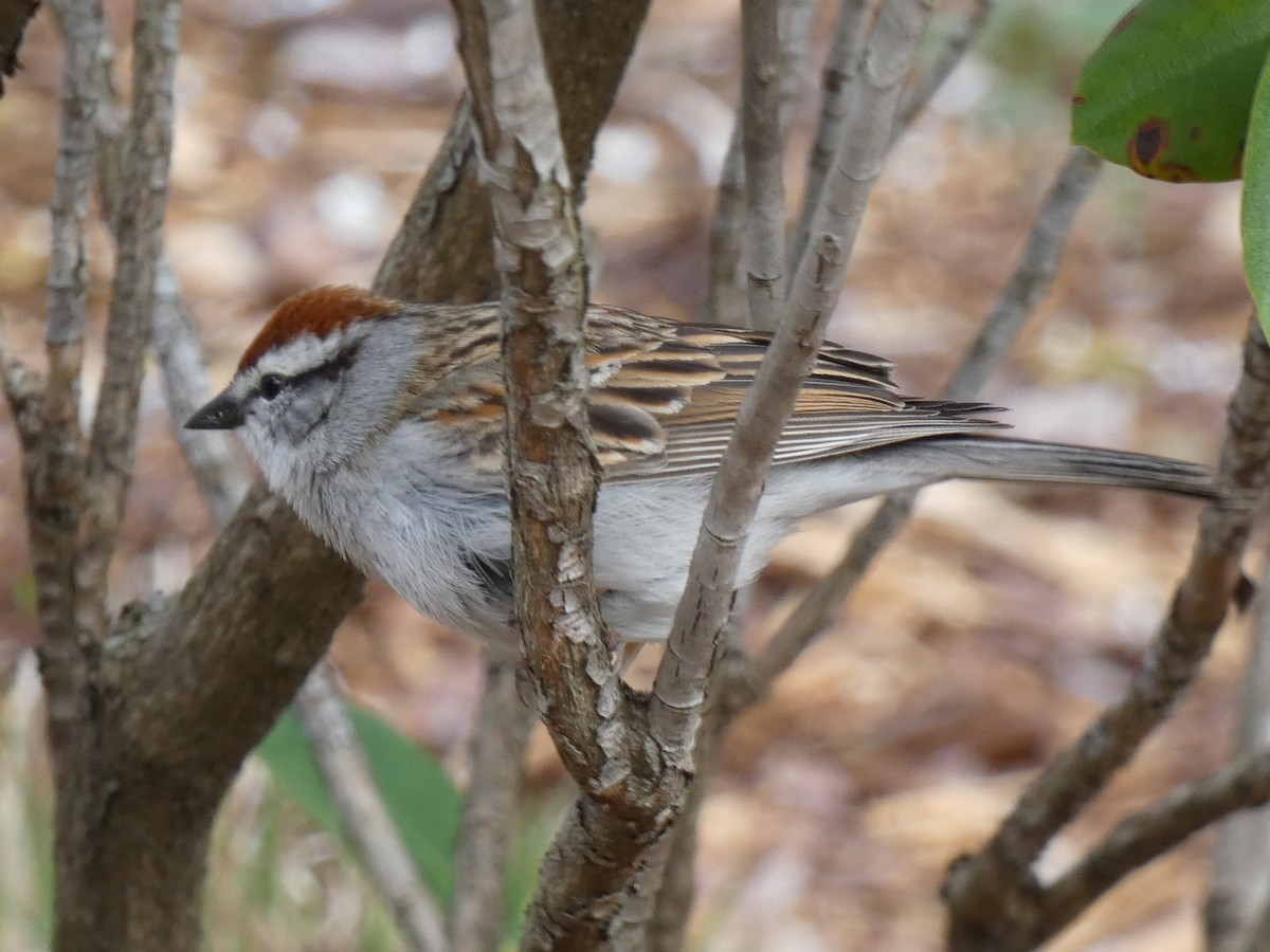 Chipping Sparrow - ML617273894
