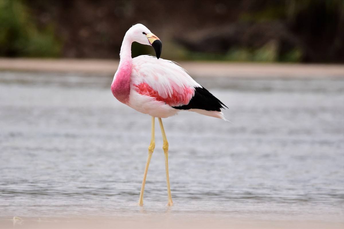 Andean Flamingo - ML617273959