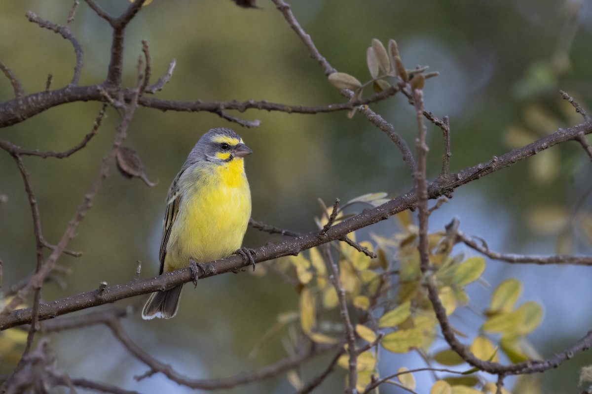 Yellow-fronted Canary - ML617274153
