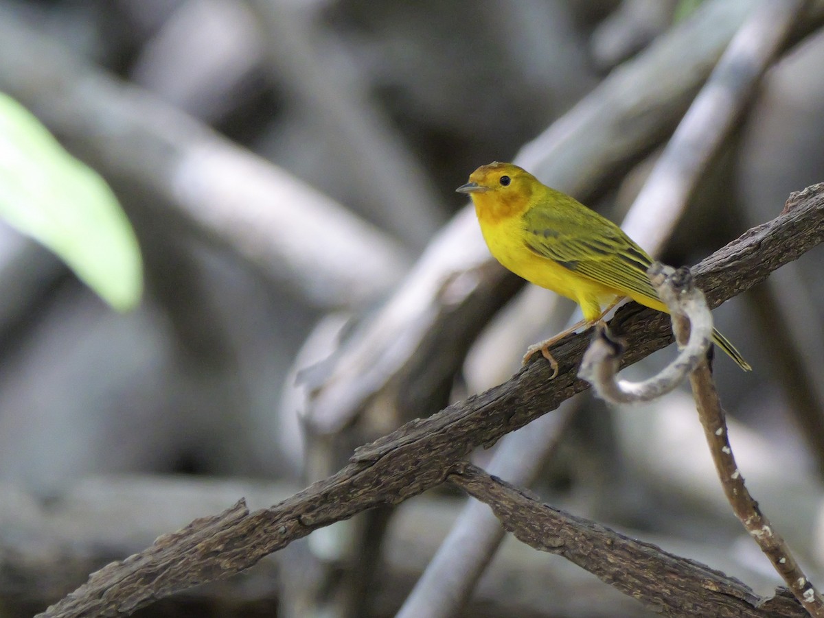 Yellow Warbler (Mangrove) - ML617274154