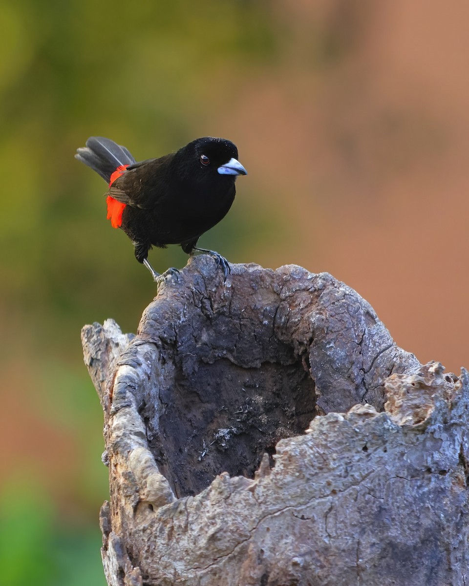 Scarlet-rumped Tanager - ML617274352
