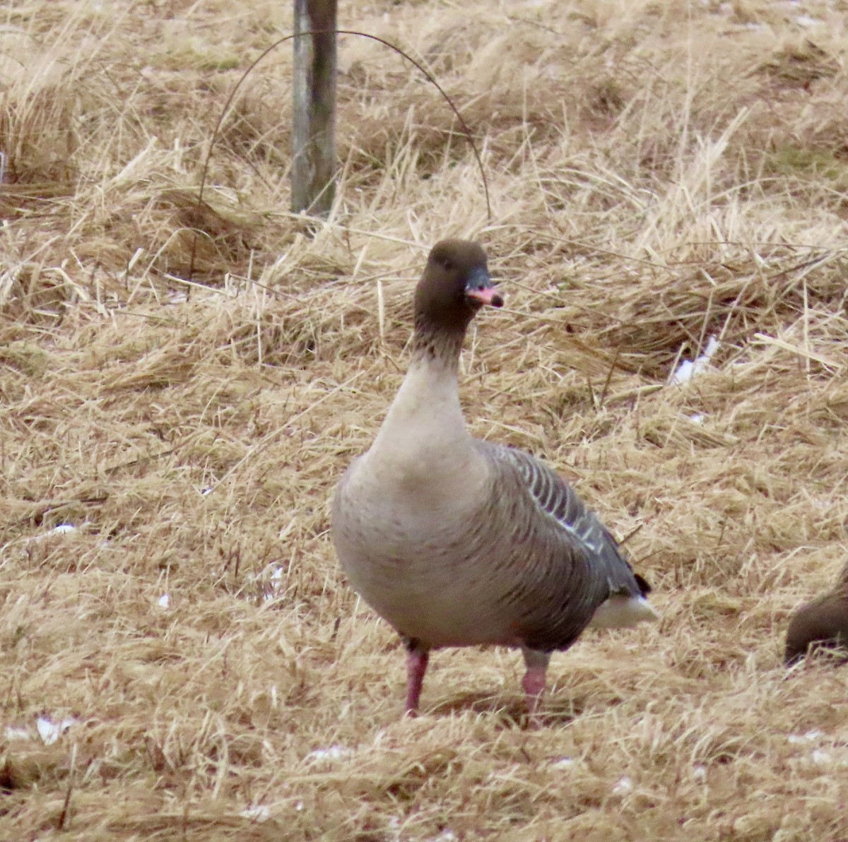 Pink-footed Goose - ML617274457