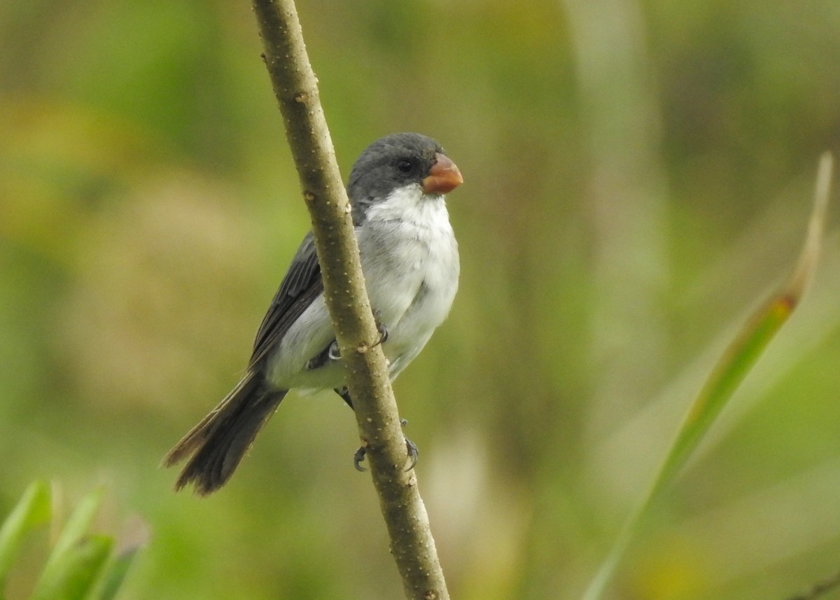 White-bellied Seedeater - ML617274480