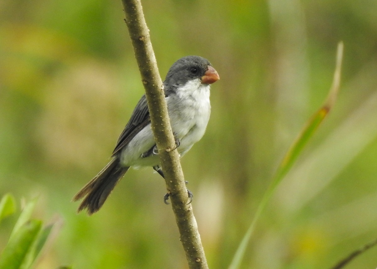 White-bellied Seedeater - ML617274481