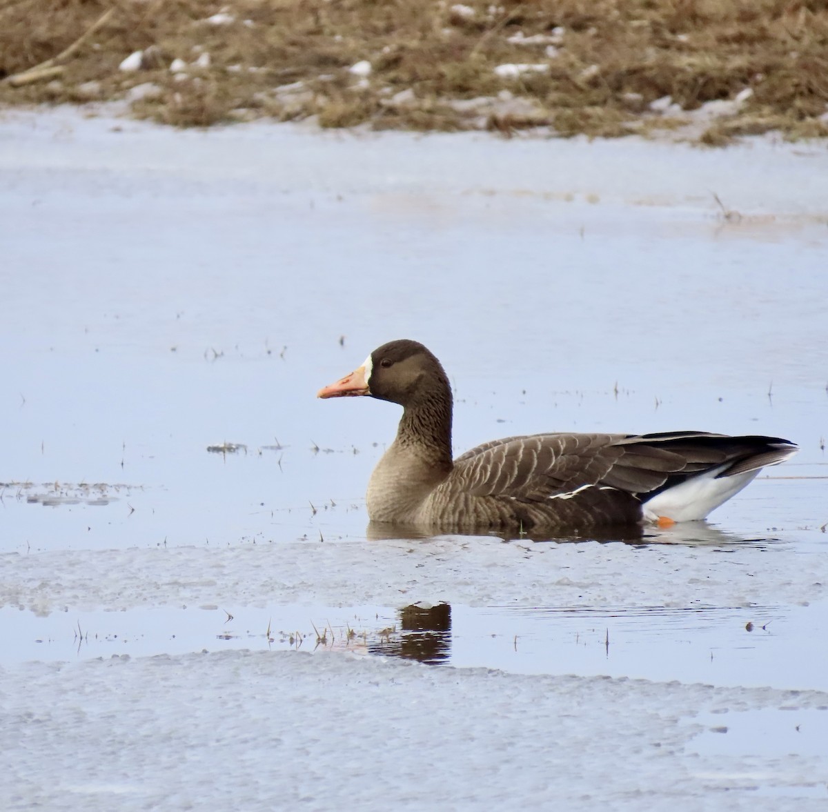 Greater White-fronted Goose - Ezra H
