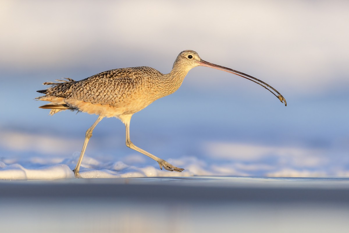 Long-billed Curlew - ML617274523