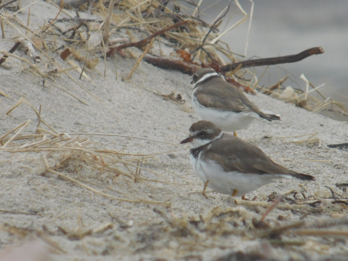 Semipalmated Plover - ML617274569