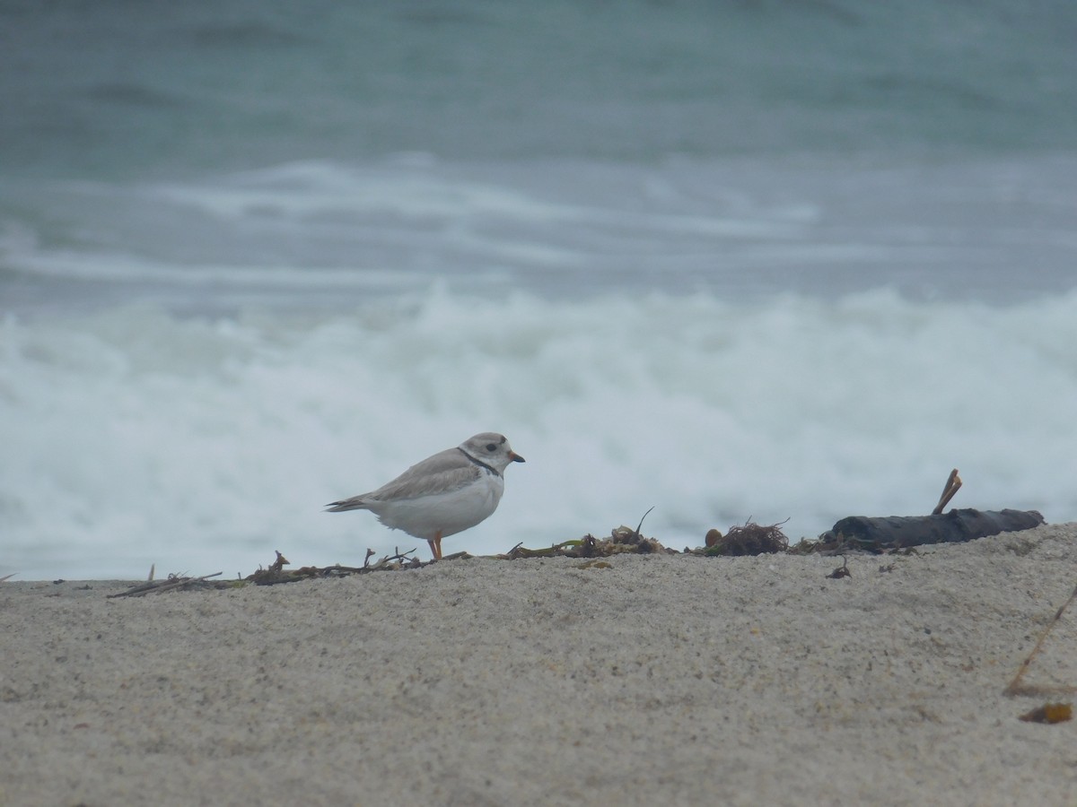 Piping Plover - ML617274584