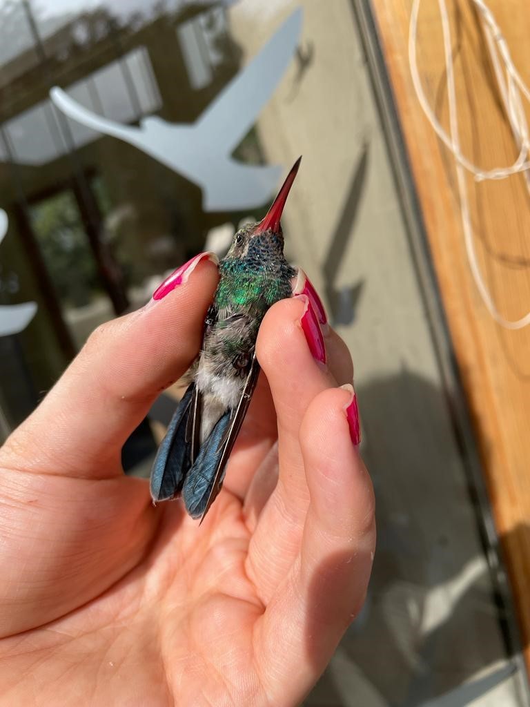 Broad-billed Hummingbird - ML617274670