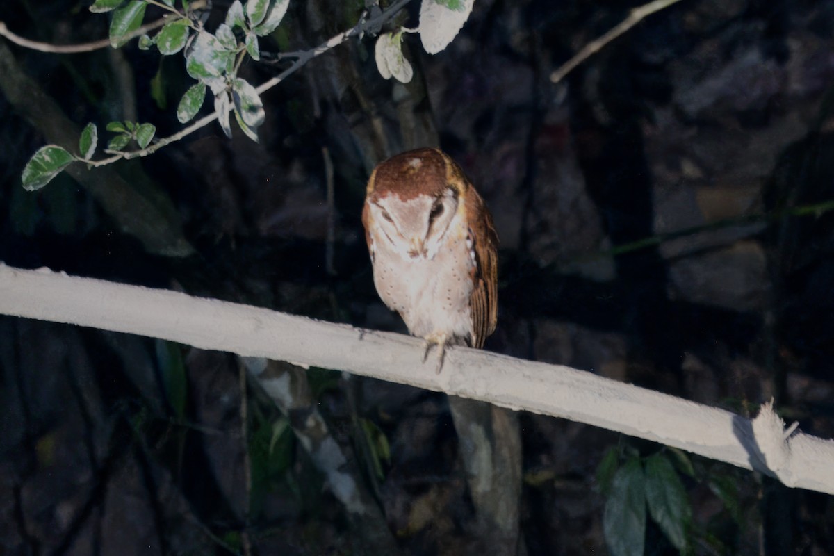 Oriental Bay-Owl - ML617274677