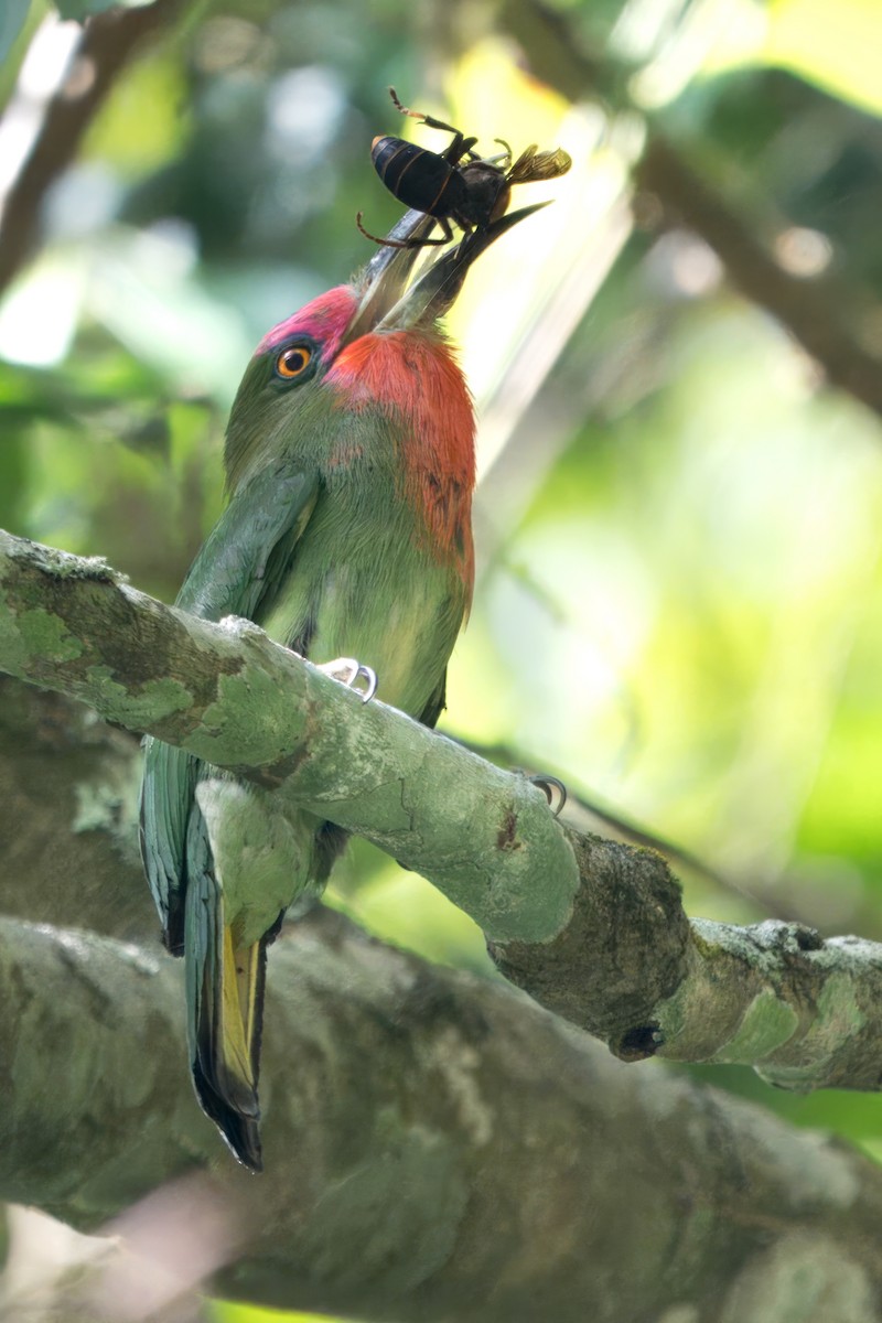 Red-bearded Bee-eater - S Kanchan