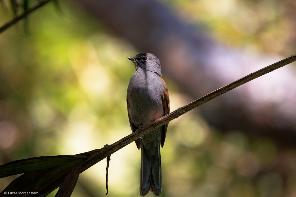 Brown-backed Solitaire - ML617275027
